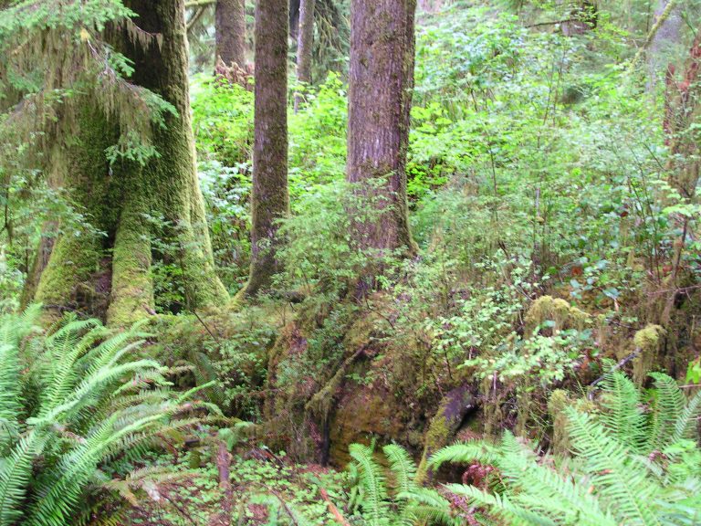シダの原生林に覆われている自然歩道です